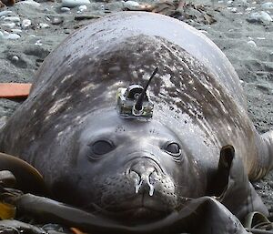 An elephant seal with a satellite tag.