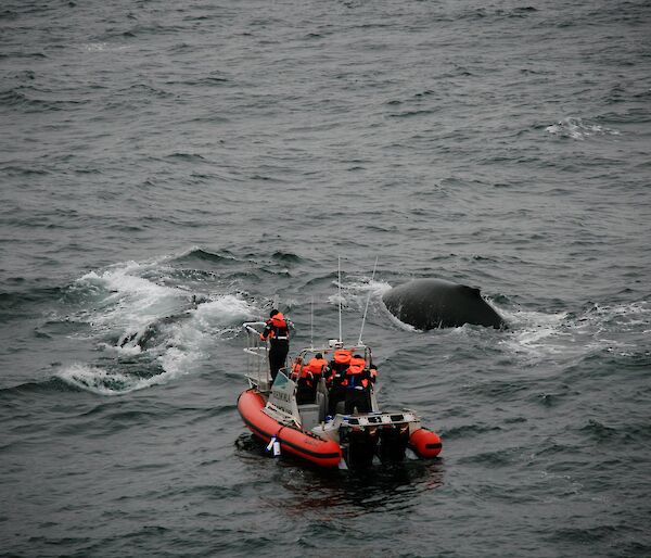 Researchers prepare to fire a satellite tag into the blubber of a humpback whale.