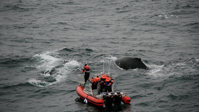 Researchers prepare to fire a satellite tag into the blubber of a humpback whale.