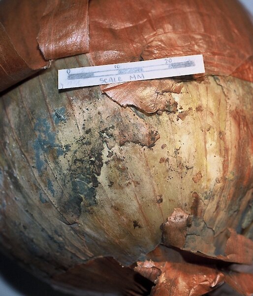 An onion contaminated with mould.