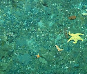 Sea stars on the sea floor near the Mertz Glacier