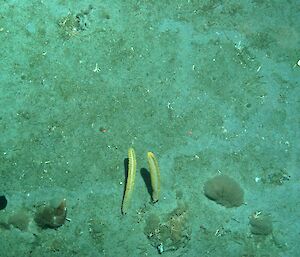 Feathery sea pens on the sea floor near the Mertz Glacier