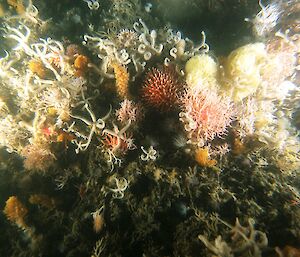 Sea floor images near the Mertz Glacier taken by the underwater camera