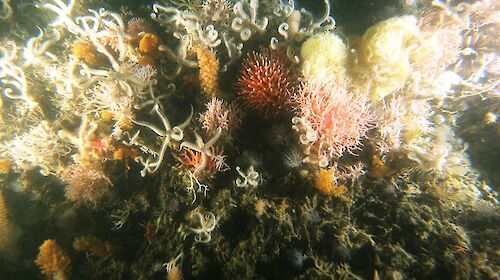 Sea floor images near the Mertz Glacier taken by the underwater camera