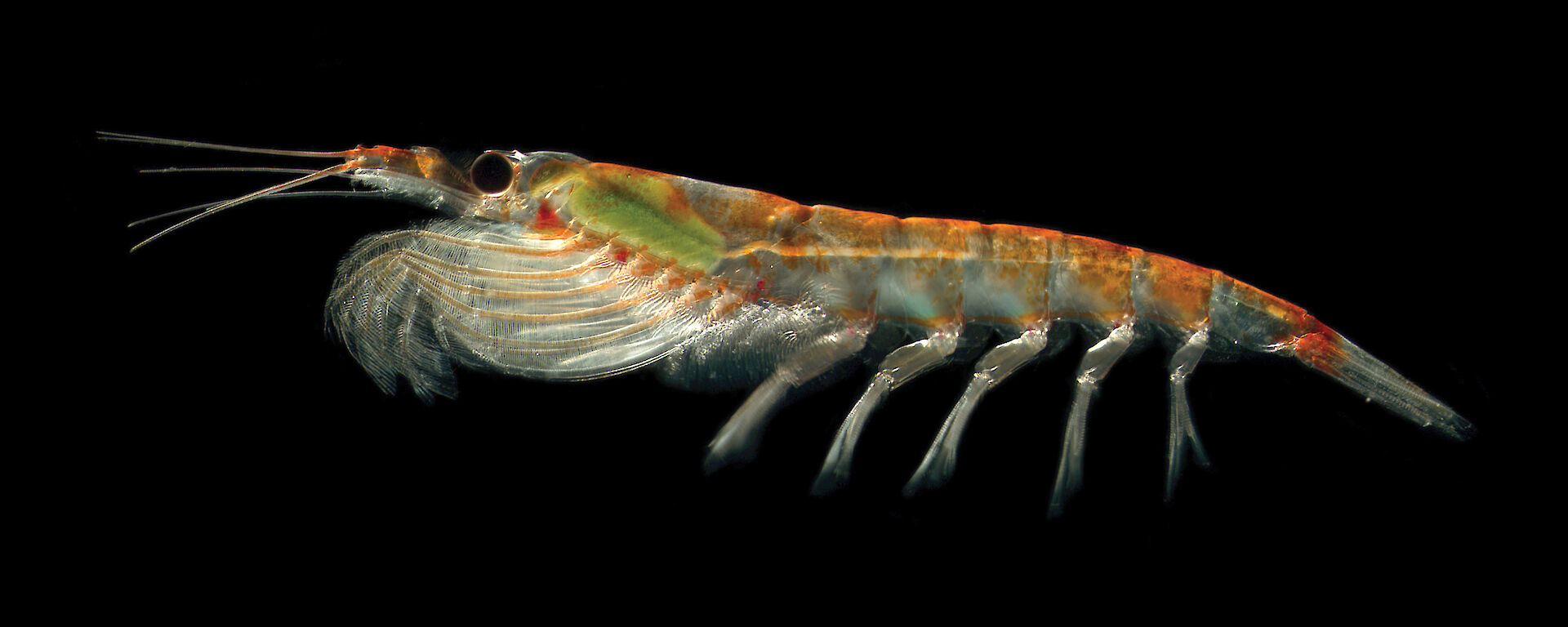 Antarctic Krill, Euphausia superba