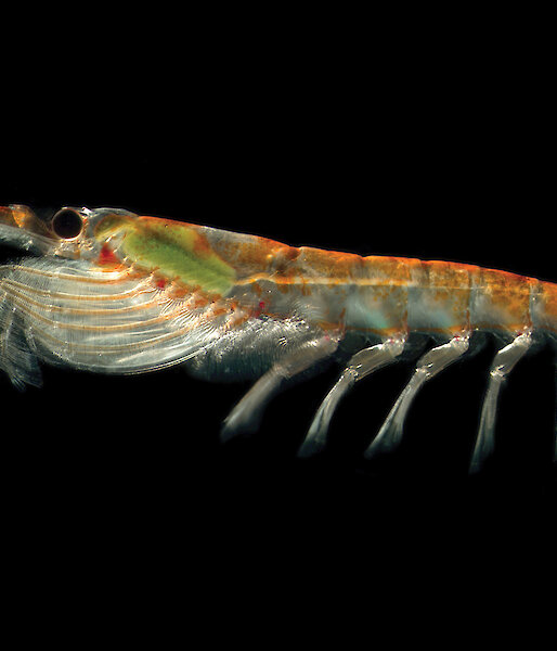 Antarctic Krill, Euphausia superba