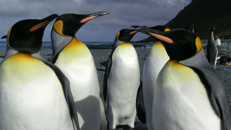 King Penguins on the beach on Macquarie Island