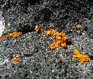 Brightly coloured lichen on the rocks in the Vestfold Hills.