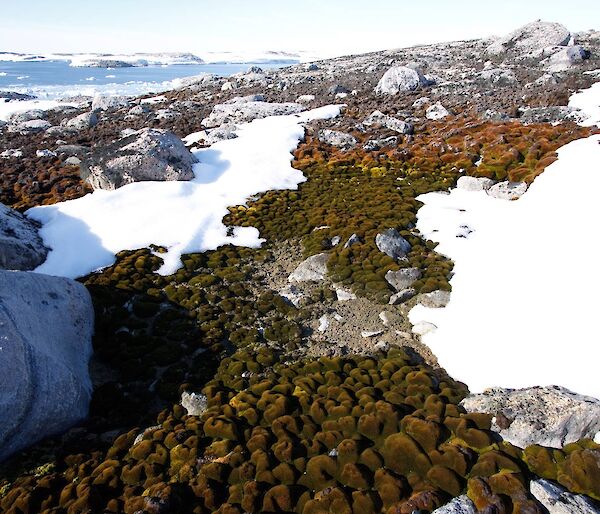 Mosses growing in a moist depression at Casey.