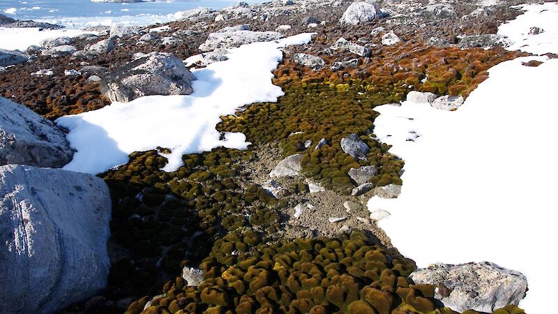 Mosses growing in a moist depression at Casey.