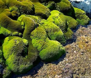 Antarctic mosses are like miniature ‘old growth forests'.