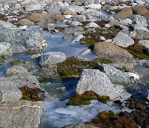 Mosses emerging from a spring melt.