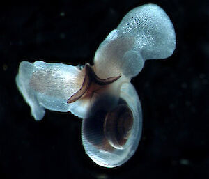 Limacina Helicina pteropod