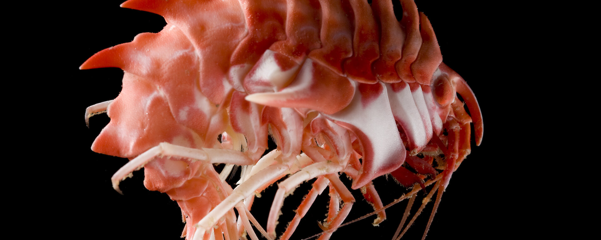 A heavily armoured amphipod, with large spines running along its back.