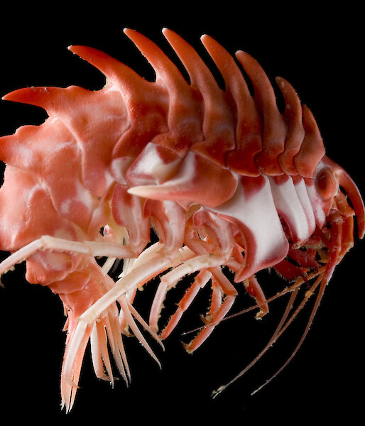 A heavily armoured amphipod, with large spines running along its back.