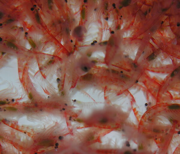 A swarm of Antarctic krill (Euphausia superba)