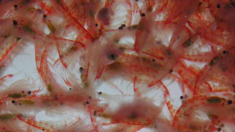 A swarm of Antarctic krill (Euphausia superba)
