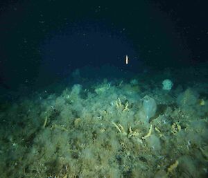 The benthic habitat where krill are feeding.