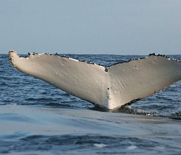 Humpback whale in the Southern Ocean