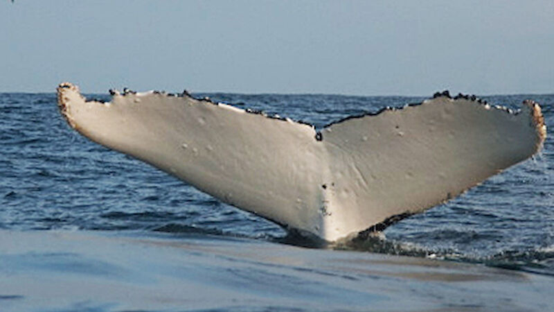 Humpback whale in the Southern Ocean