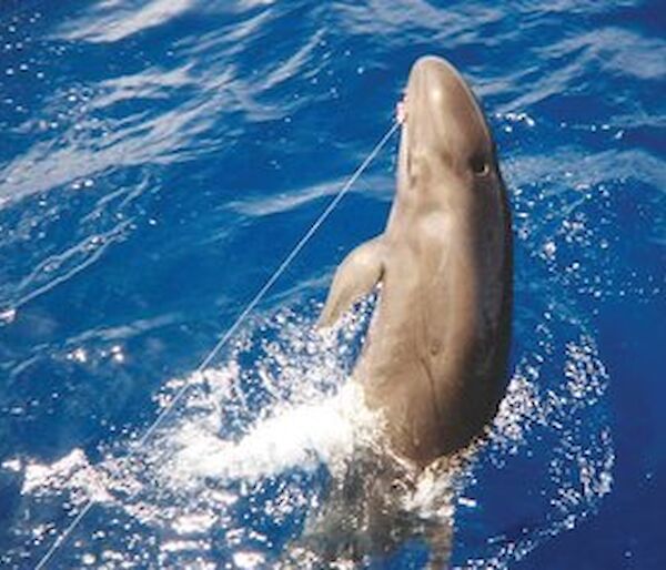 A false killer whale hooked on a longline in Hawaii.