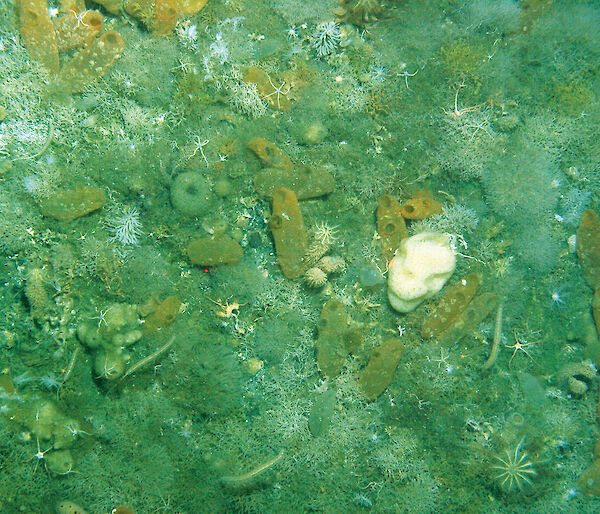 Life under the Mertz Glacier tongue includes sea pens, bryozoans, gorgonians, brittle stars, anemones, holothurians, sponges, urchins, crinoids and sea stars.