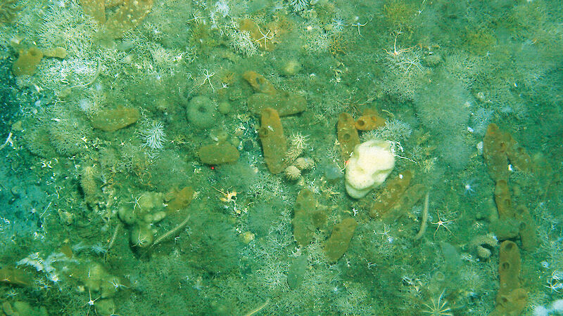 Life under the Mertz Glacier tongue includes sea pens, bryozoans, gorgonians, brittle stars, anemones, holothurians, sponges, urchins, crinoids and sea stars.