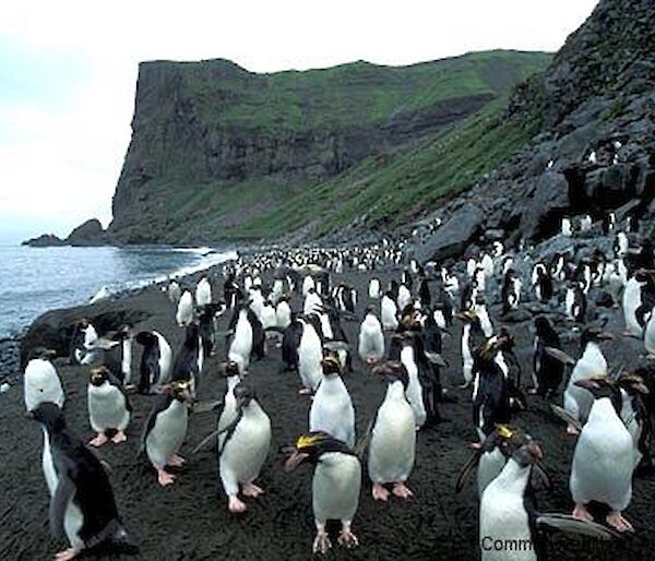 Macaroni penguin colony at Capsize Beach