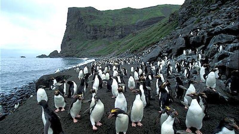 Macaroni penguin colony at Capsize Beach