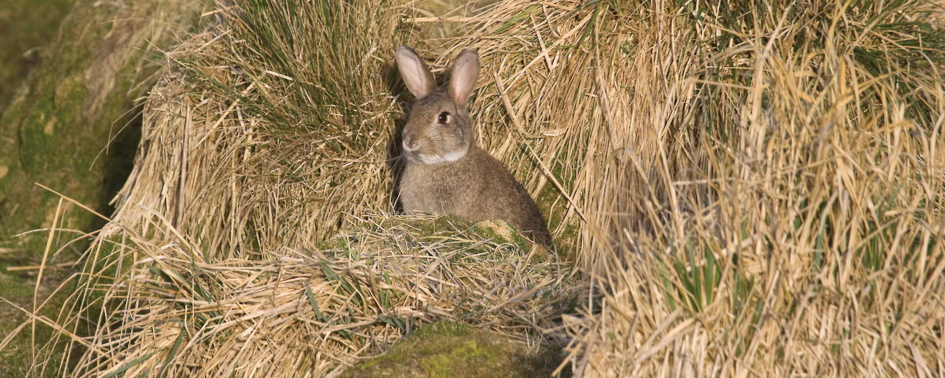 A rabbit on Macquarie Island