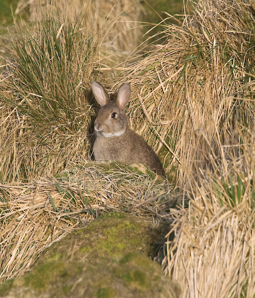 A rabbit on Macquarie Island