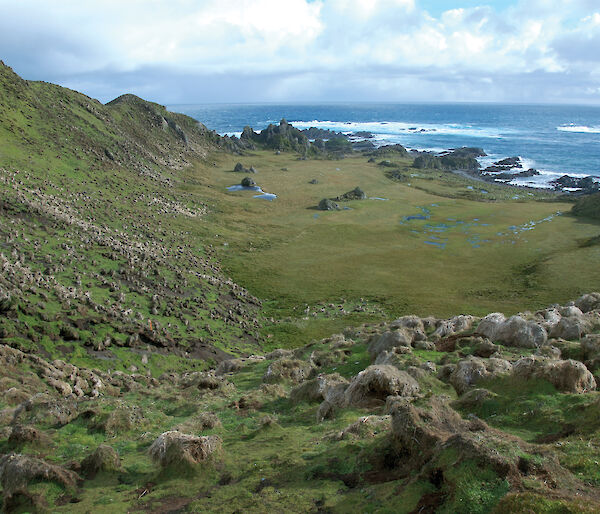 Vegetation damage on Macquarie Island caused by rabbits