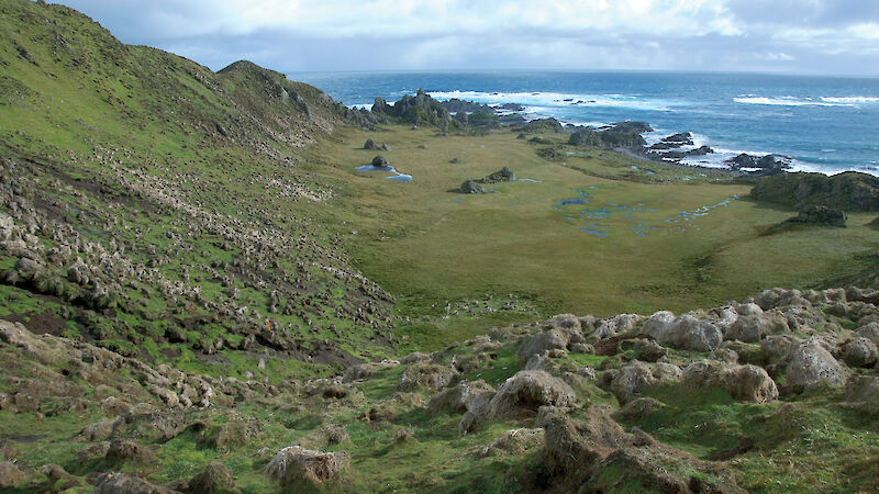 Vegetation damage on Macquarie Island caused by rabbits