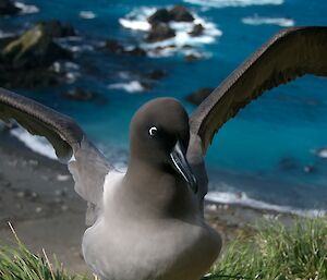 Light-mantled Sooty Albatross on Macquarie Island (Photo: Frederique Olivier)