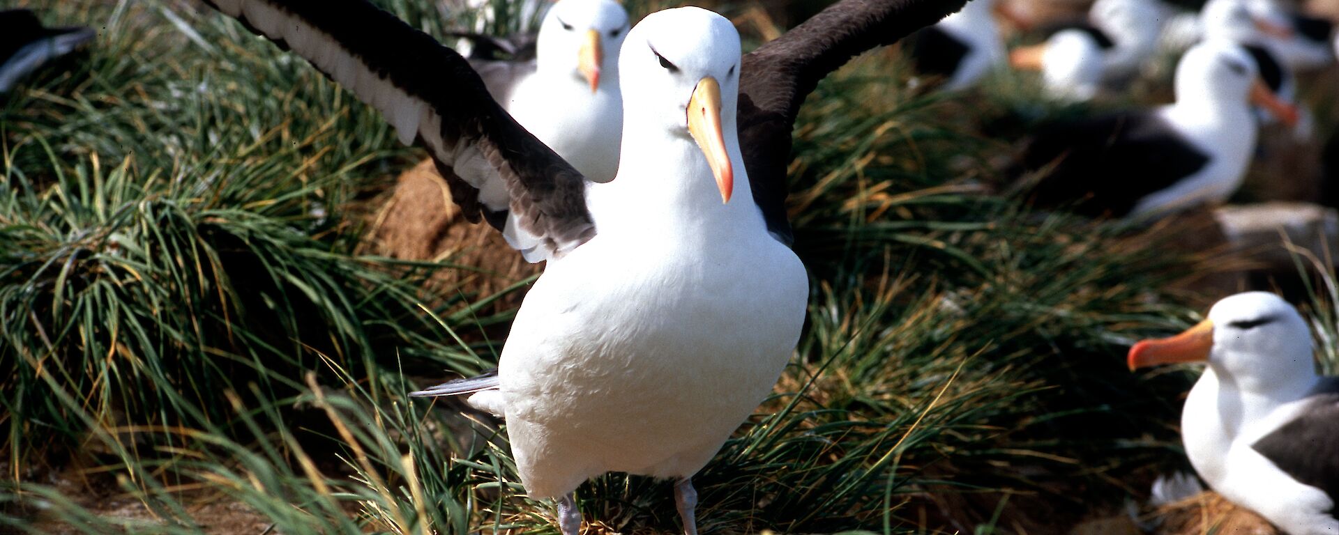 Black-browed Albatross (Photo: Eric Woehler)