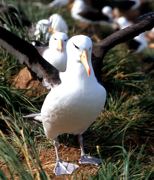 Black-browed Albatross (Photo: Eric Woehler)