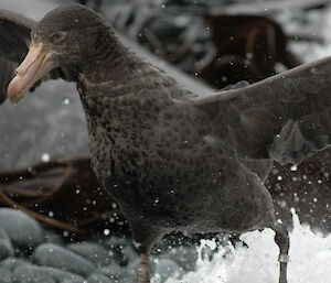 Northern Giant Petrel at the waters edge