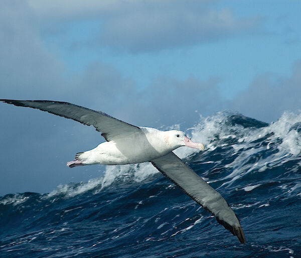 Wandering Albatross in the Southern Ocean (Photo: Mike Double)