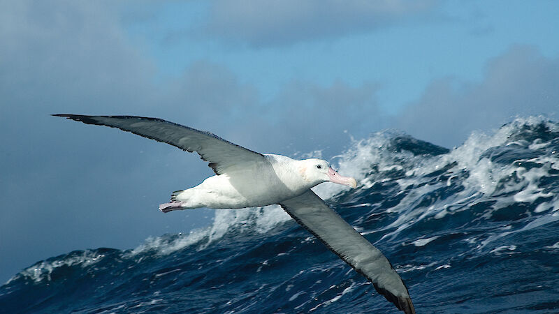 Wandering Albatross in the Southern Ocean (Photo: Mike Double)