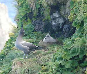 Light-mantled Albatross and chick on Macquarie Island (Photo: Sarah Way)