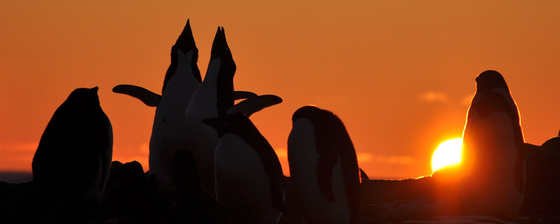 Adelie Penguins near Davis station