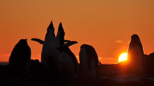 Adelie Penguins near Davis station