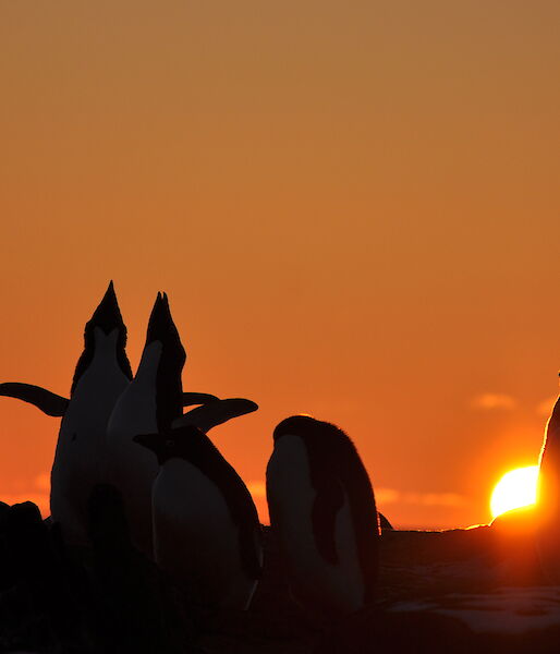 Adelie Penguins near Davis station