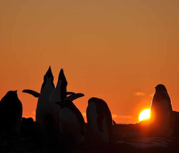 Adelie Penguins near Davis station