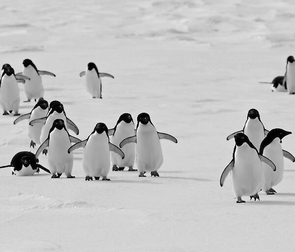 Adelie penguins