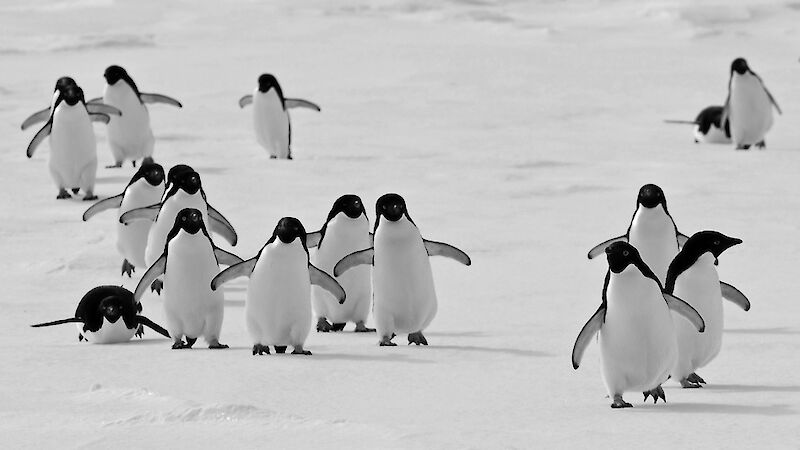 Adelie penguins