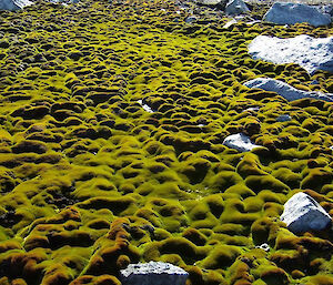 A typical olive green moss turf near Casey station