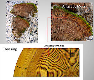 Moss grow rings