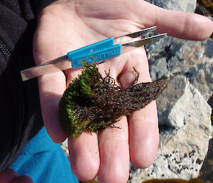 A 6-7cm long clump from Casey which is thought to be more than 100 years old.