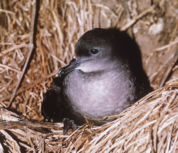 Short-tailed shearwater